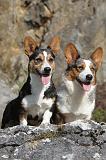CORGI CARDIGAN 060